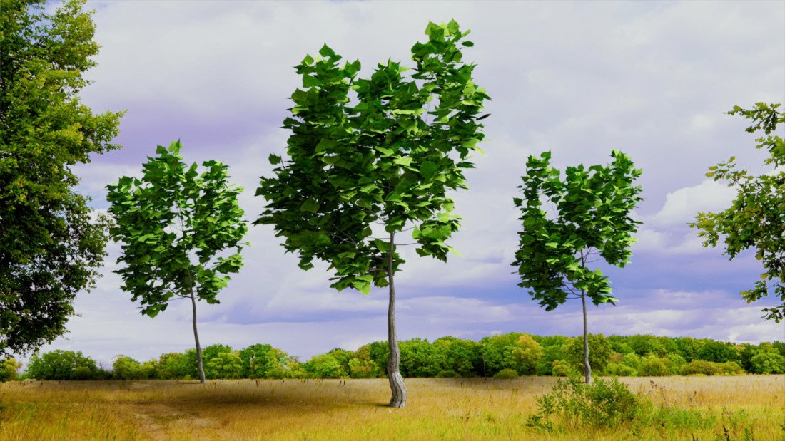 Tree